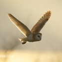 Barn owl back lit, March late afternoon. Suffolk. Tyto alba