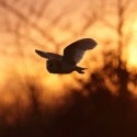 Barn owl flying in March flaming sunset. Suffolk. Tyto alba
