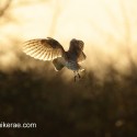 Barn owl back lit hovering, March late afternoon. Suffolk. Tyto alba