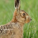 Brown hare sitting close at dawn, March Suffolk. Lepus europeanus