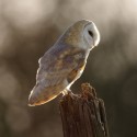 Barn owl looking forward on old gate post. April afternoon Suffolk. Tyto alba