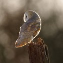 Barn owl looking back on old gate post. April afternoon Suffolk. Tyto alba
