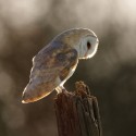 Barn owl looking down on old gate post. April afternoon Suffolk. Tyto alba