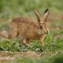 Brown hare leveret looking for food early morning. June Suffolk. Lepus europaeus