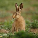 Brown hare leveret sitting in morning sun. June Suffolk. Lepus europaeus