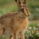 Brown hare leveret sitting to the side in the sun. June Suffolk. Lepus europaeus