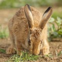 Brown hare leveret sitting low in morning sun. June Suffolk. Lepus europaeus