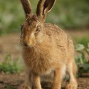 Brown hare leveret sitting close in morning sun. June Suffolk. Lepus europaeus