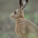 Brown hare leveret sitting before sunrise. June Suffolk. Lepus europaeus