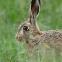 Brown hare leveret sitting low early morning. June Suffolk. Lepus europaeus