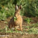 Brown hare leveret eating in the sun. June Suffolk. Lepus europaeus