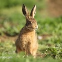 Brown hare leveret sitting in the sun. June Suffolk. Lepus europaeus