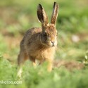 Brown hare leveret comming close the morning sun. June Suffolk. Lepus europaeus