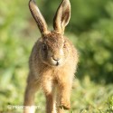 Brown hare leveret comming closer the morning sun. June Suffolk. Lepus europaeus