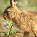 Brown hare leveret side on in the morning sun. June Suffolk. Lepus europaeus