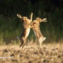 Brown hare pair June boxing close on early morning. June Suffolk. Lepus europaeus