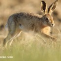 Brown hare leveret bouncing onto field verge. June Suffolk. Lepus europaeus
