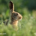 Brown hare leveret sitting in sun lit cover. June Suffolk. Lepus europaeus