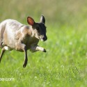 Muntjac deer flying in the sun. June morning Suffolk