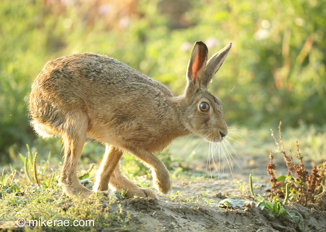 К какому типу относится кролик. Гибрид зайца и кролика. Гибрид зайца. Гибрид зайца и белки. Выдающиеся звери заяц.