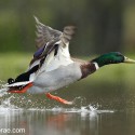 Mallard water take off. May Cairngorms NP. Anas platyrhynchos