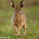 Brown Hare jogging close face on, April evening Suffolk. Lepus europaeus