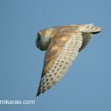 Barn owl flying wing pattern. April morning Suffolk. Tyto alba