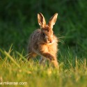 Brown Hare leveret jumping into light, April evening Suffolk. Lepus europaeus