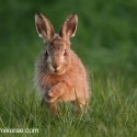 Brown Hare leveret jumping forward, April evening Suffolk. Lepus europaeus