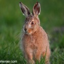 Brown Hare leveret sitting and looking, April evening Suffolk. Lepus europaeus