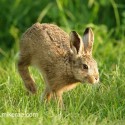 Brown Hare leveret running past. May evening Suffolk. Lepus europaeus