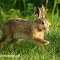 Brown Hare leveret leaping past, May evening Suffolk. Lepus europaeus