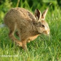 Brown Hare leveret speeding past. May evening Suffolk. Lepus europaeus
