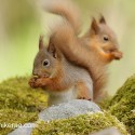 Red Squirrel pair having forward and back. May Cairngorm NP. Sciurus vulgaris
