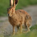 Brown hare leveret sitting about to go at sunset June evening. Suffolk Lepus europaeus