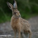 Brown hare leveret puased to look, cloudy June evening. Suffolk Lepus europaeus