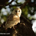 Barn owl turning to look round, sunny june evening after rain Suffolk. Tyto alba