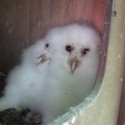 Barn Owl young in new Barn owl box
