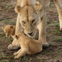 Lion stare with two cubs. Panthera leo