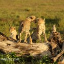 Cheetah cub discussion on log. Acinonyx jubatus