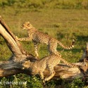Cheetah cub pair looking annd running. Acinonyx jubatus