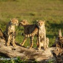Cheetah cubs three on a log. Acinonyx jubatus
