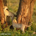 Cheetah cub pair one looking to climb. Acinonyx jubatus