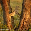 Cheetah cub tree climbing. Acinonyx jubatus
