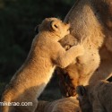 Lion cub holding mother's head evening light. Panthera leo
