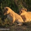 two lion cubs sitting and lyiing in the evening