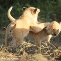 Lion cub ear bashing early morning. Panthera leo