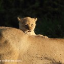 Lion cub peering over mothers back early morning. Panthera leo