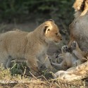 Lion cubs early morning washing. Panthera leo