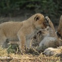 Lion cubs early morning washing and playing. Panthera leo